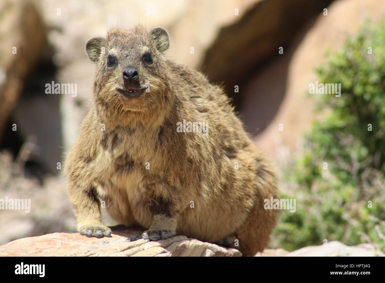 Hyrax in Mossel Bay, South Africa. In South Africa specifically known as a Dassie. Also called a rock rabbit. Stock Photo