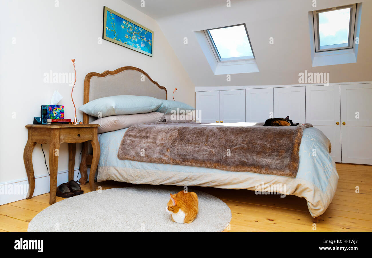 Editorial photograph of a loft bedroom. There are two cats in teh image and it is a clear blue sunny day which can be seen through the skylights Stock Photo