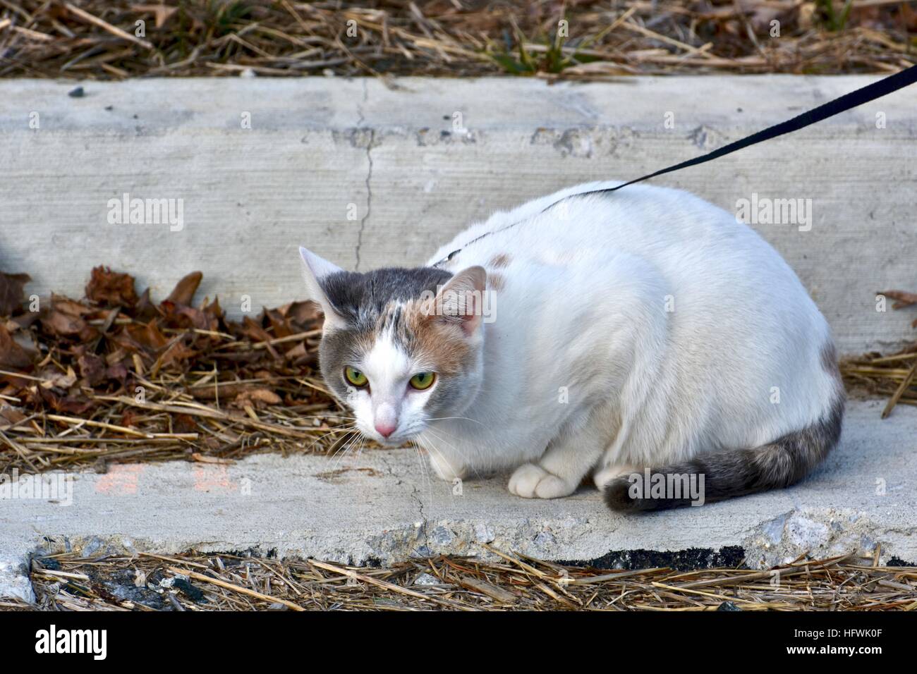A beautiful calico cat on a leash while taking a walk with her owner Stock Photo