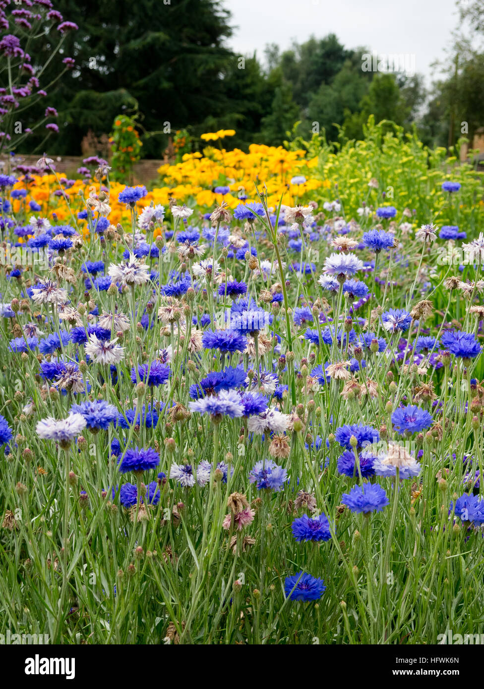 wildflowers in a meadow in summer Stock Photo - Alamy
