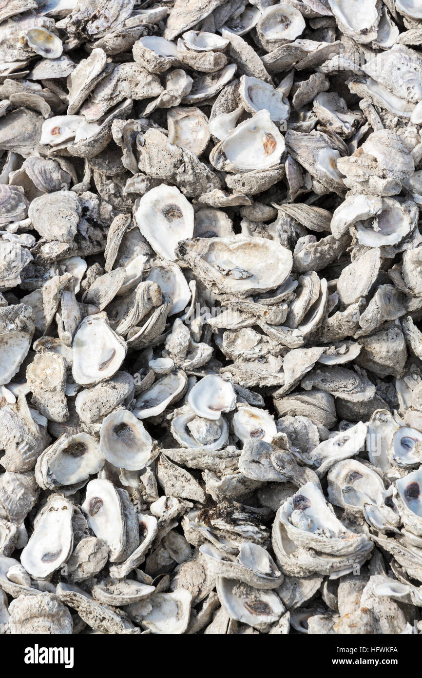 Florida, Apalachicola, oyster shells awaiting recycling Stock Photo