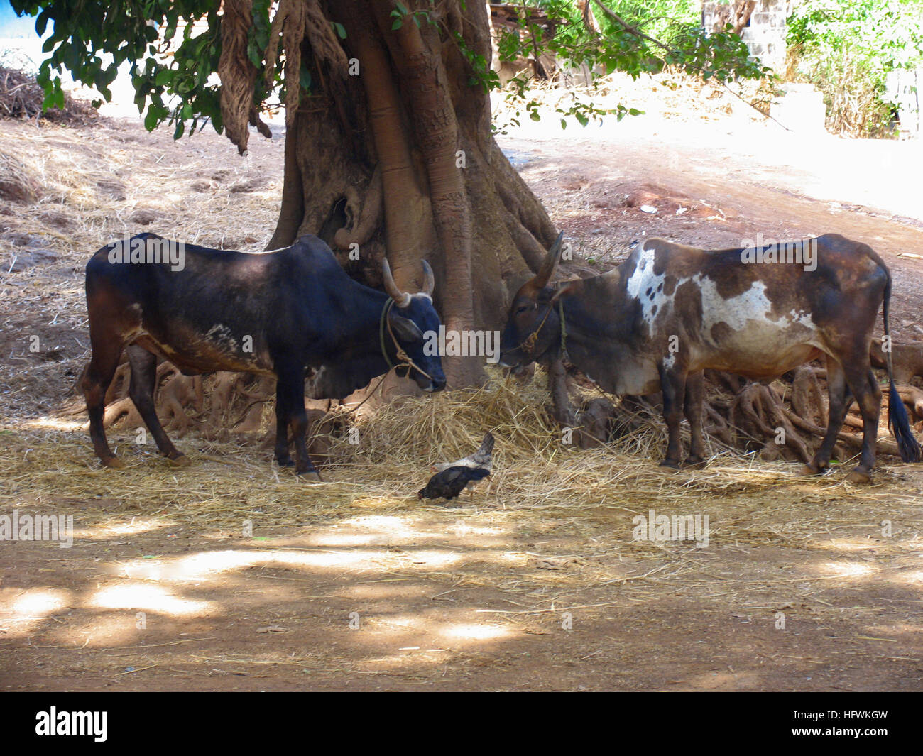 Domestic castle bull animal mammal india rural horn village m hi-res stock  photography and images - Alamy