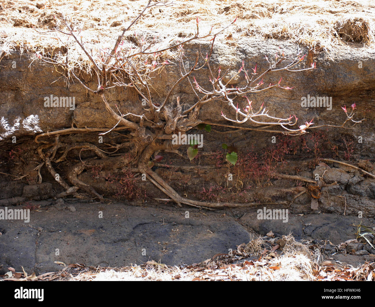 Ficus religiosa tree. Local Names: Aswastha Stock Photo - Alamy