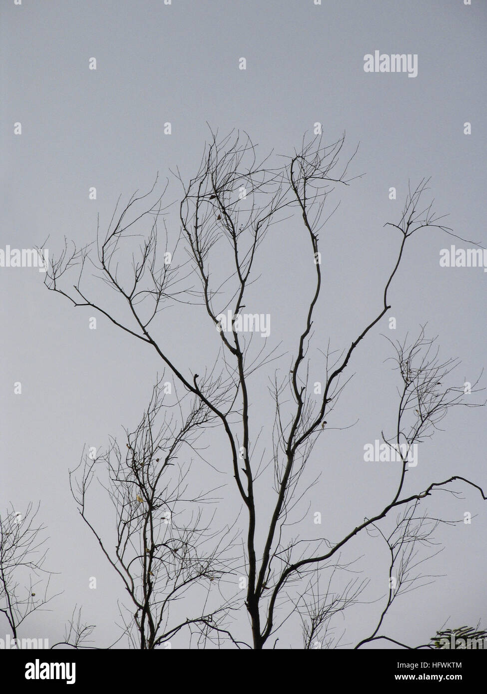 Dry tree branches Stock Photo Alamy