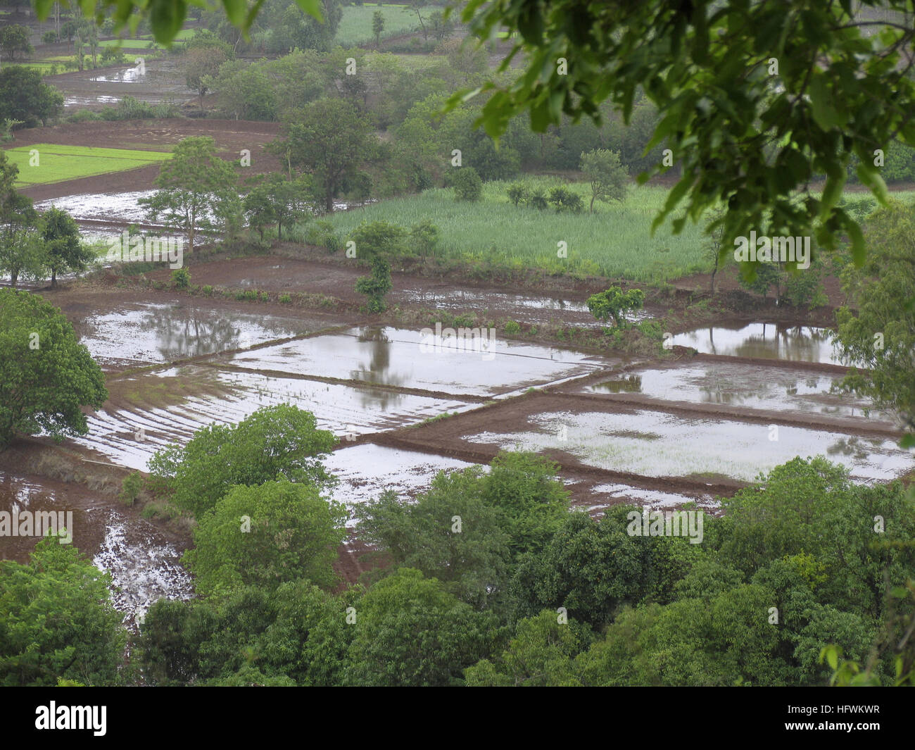 Paddy fields, before cultivation Stock Photo - Alamy