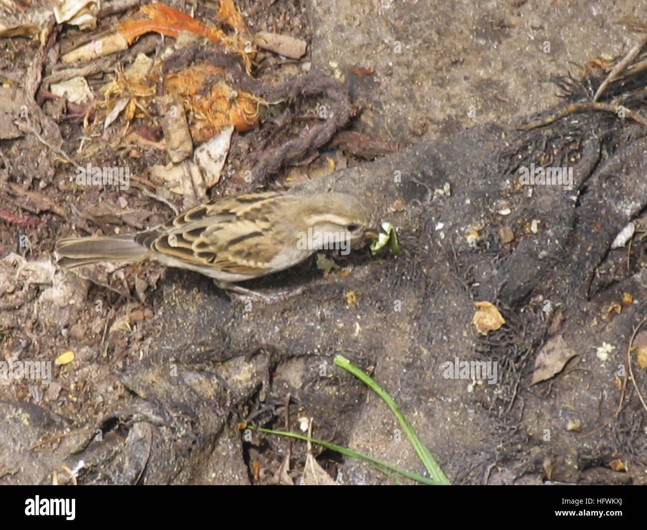 Female House Sparrow, Passer domesticus Stock Photo