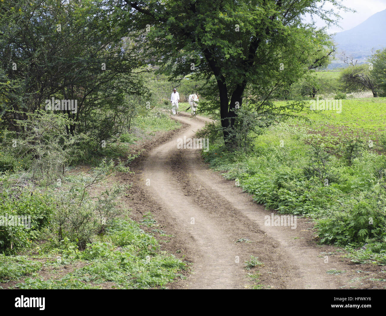 Village road towards Kanifnath temple Stock Photo