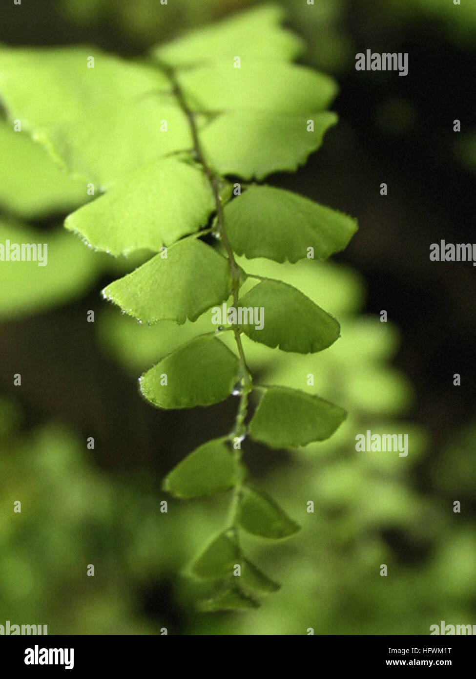 Detailed fern leaves hi-res stock photography and images - Alamy