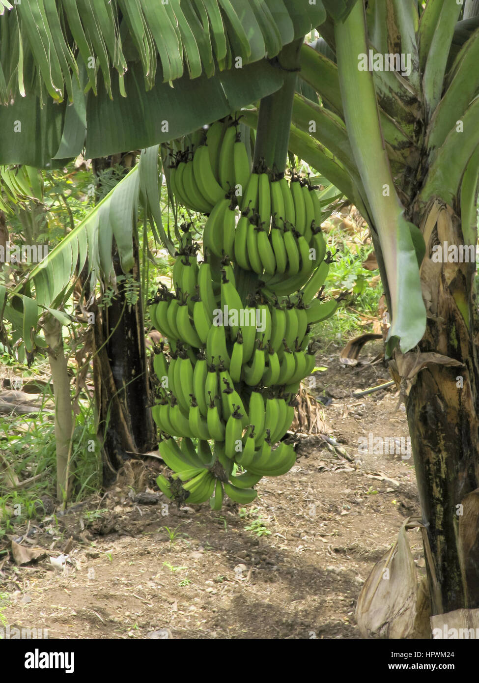 Banana tree and bunch, Musa paradisiaca Stock Photo