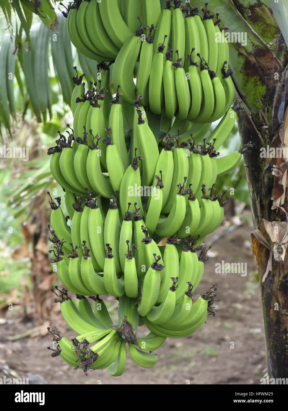 Banana tree and bunch, Musa paradisiaca Stock Photo