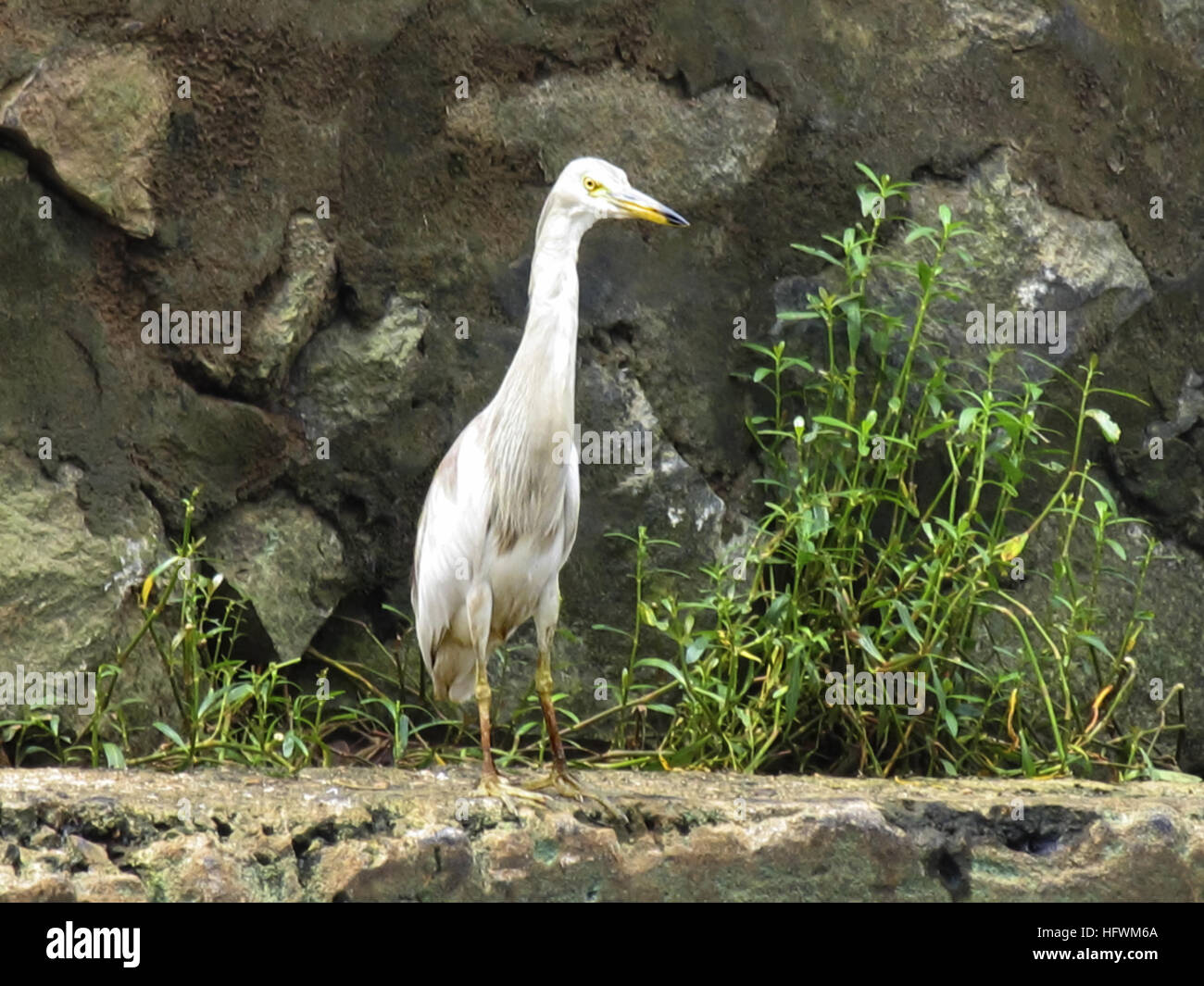 Cattle Egret, Bubulcus ibis Stock Photo - Alamy