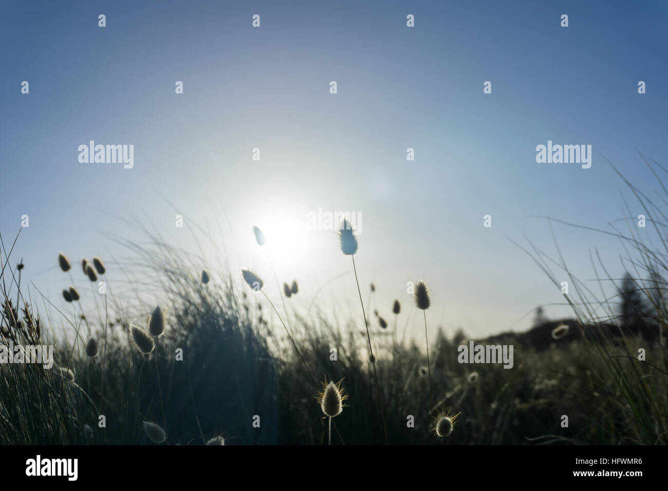 Backlit coastal grass hi-res stock photography and images - Alamy