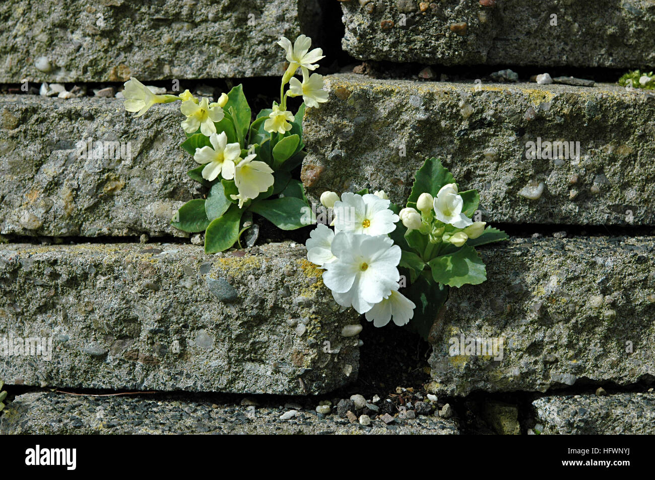 Primula x loiseleuri 'Lismore Yellow' between broken pavings stones of a wall Stock Photo