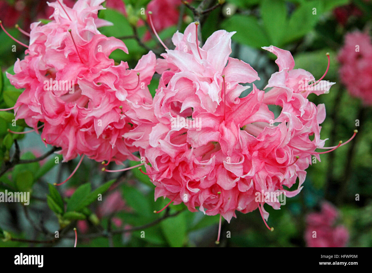 Rhododendron homebush hi-res stock photography and images - Alamy