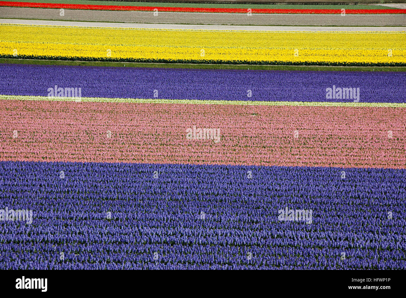 Bulb fields in the Netherlands Stock Photo Alamy