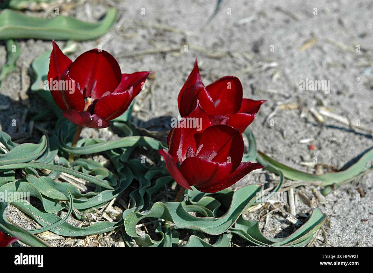 TÌNH YÊU CÂY CỎ ĐV 10  - Page 7 Tulipa-ulophylla-a-rare-seen-tulipa-species-HFWP21