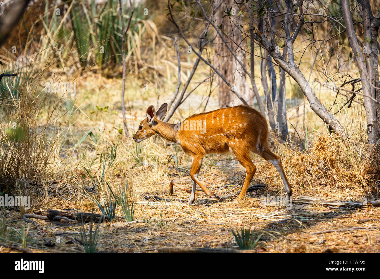 Bushbuck (Tragelaphus sylvaticus), Sandibe Camp, adjacent to the Moremi Game Reserve, Okavango Delta, Botswana, southern Africa Stock Photo