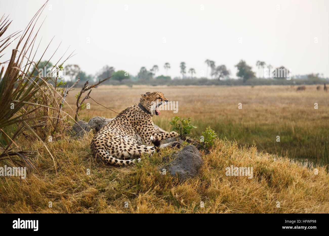 Cheetah (Acinonyx jubatus) yawning, Sandibe Camp, adjacent to the Moremi Game Reserve, Okavango Delta, Botswana, southern Africa Stock Photo