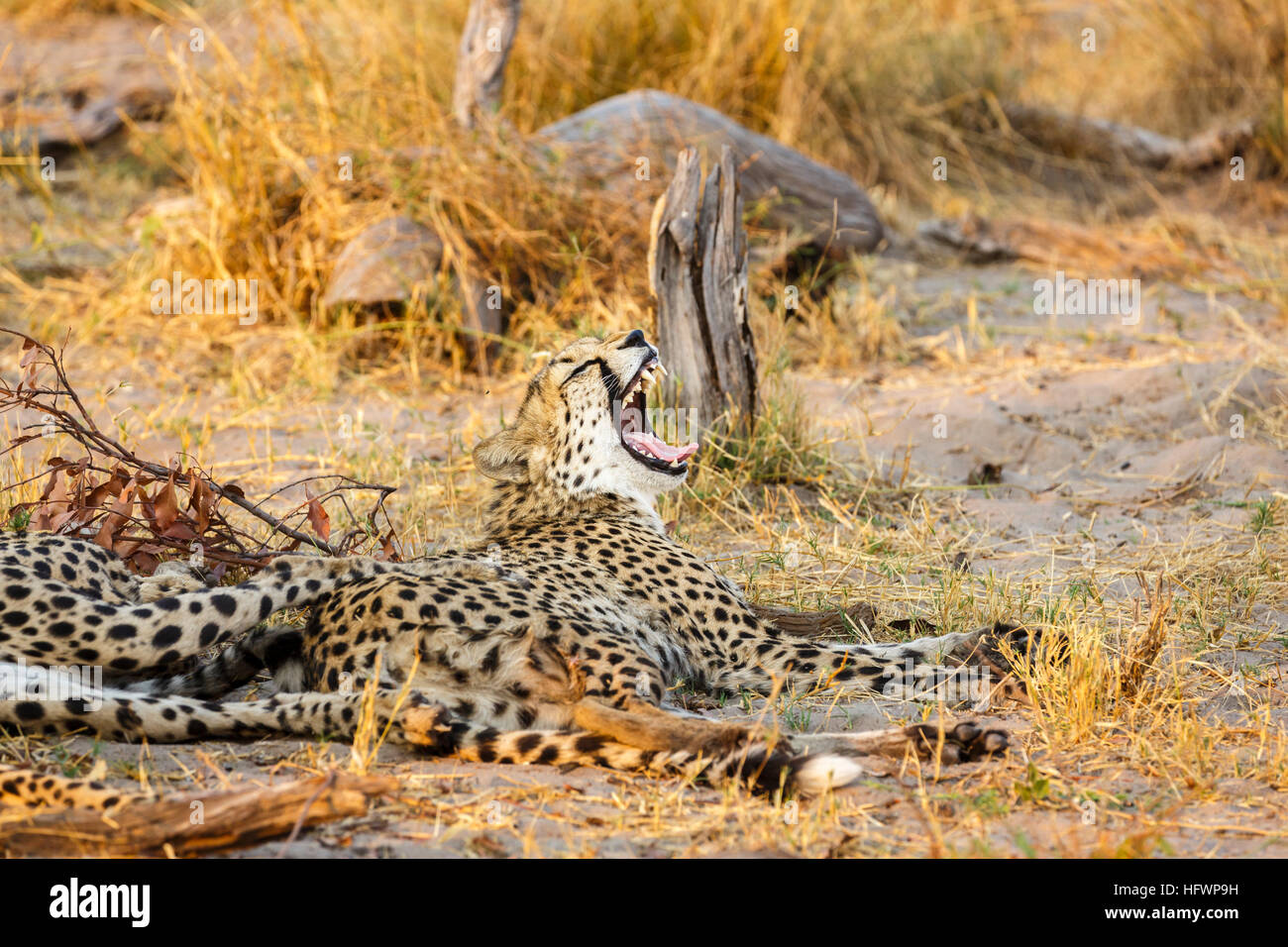 Cheetah (Acinonyx jubatus) resting and yawning, Sandibe Camp, by the Moremi Game Reserve, Okavango Delta, Botswana, southern Africa Stock Photo