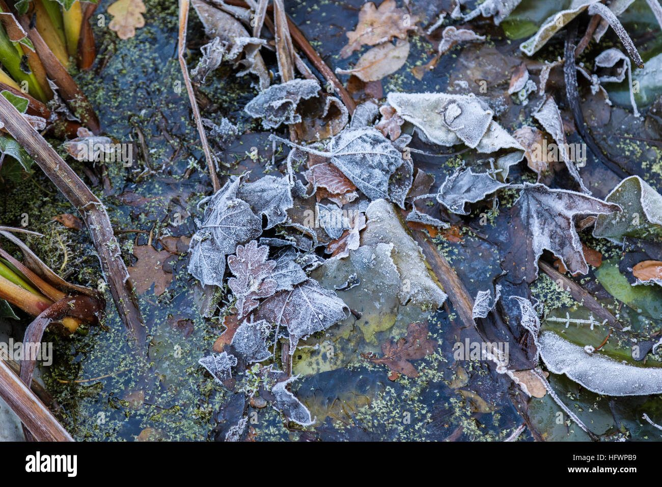 Mixed Fallen Leaves Tinged With Frost And Ice In A Frozen - 