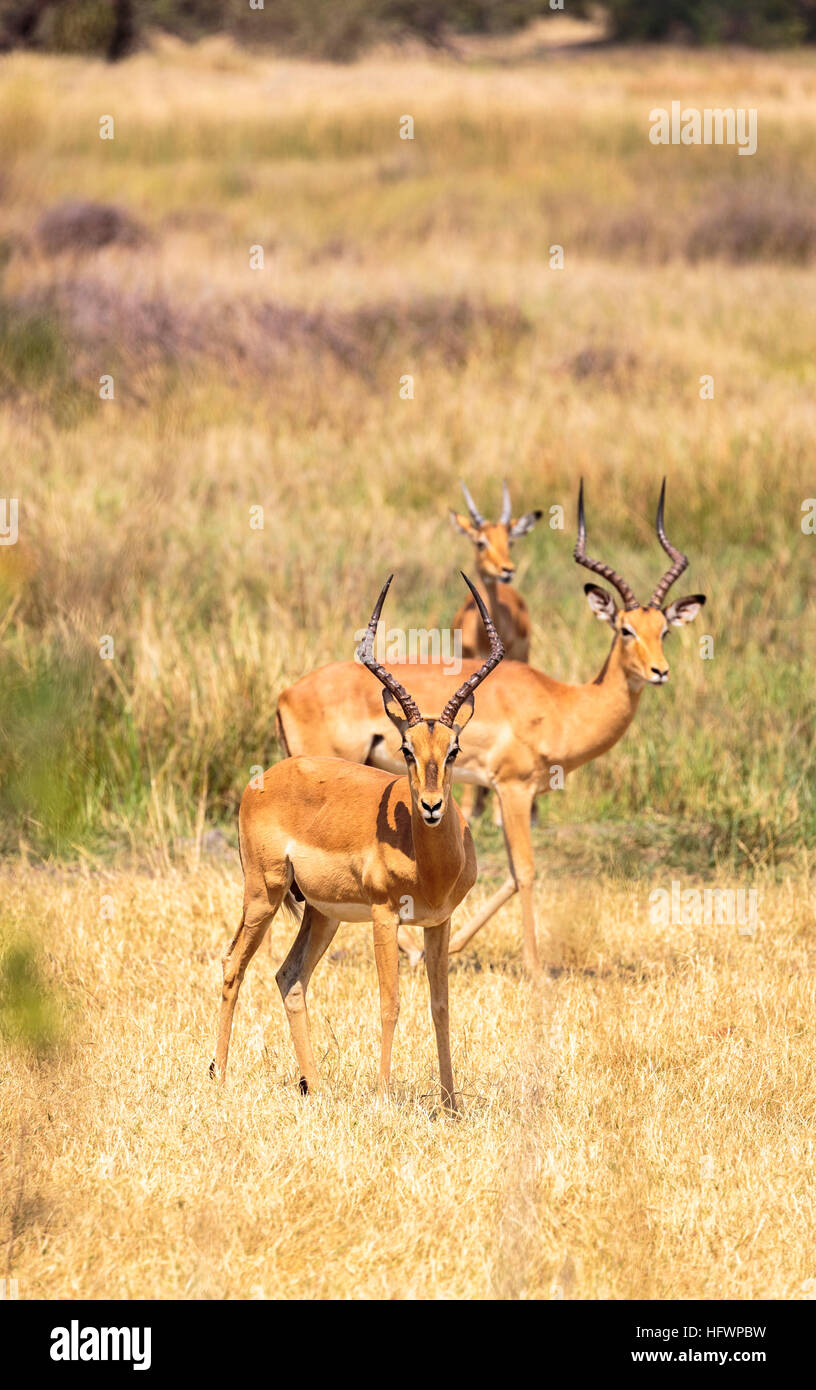 Male impalas (Aepyceros melampus), Sandibe Camp, adjacent to the Moremi Game Reserve, Okavango Delta, Kalahari, Botswana, southern Africa Stock Photo