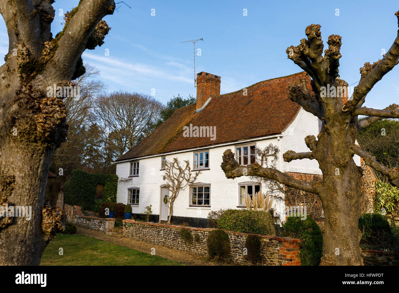 Large whitewashed country cottage in Tilford, a village near Farnham, Surrey, UK, with pollarded lime trees Stock Photo