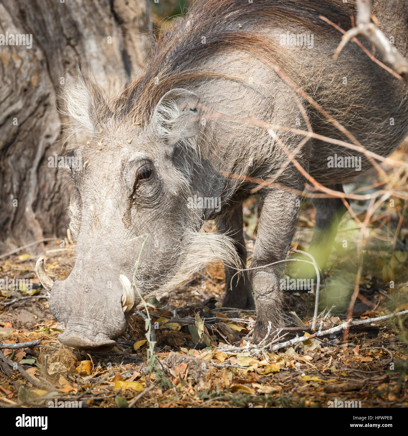 Suiformes High Resolution Stock Photography And Images Alamy
