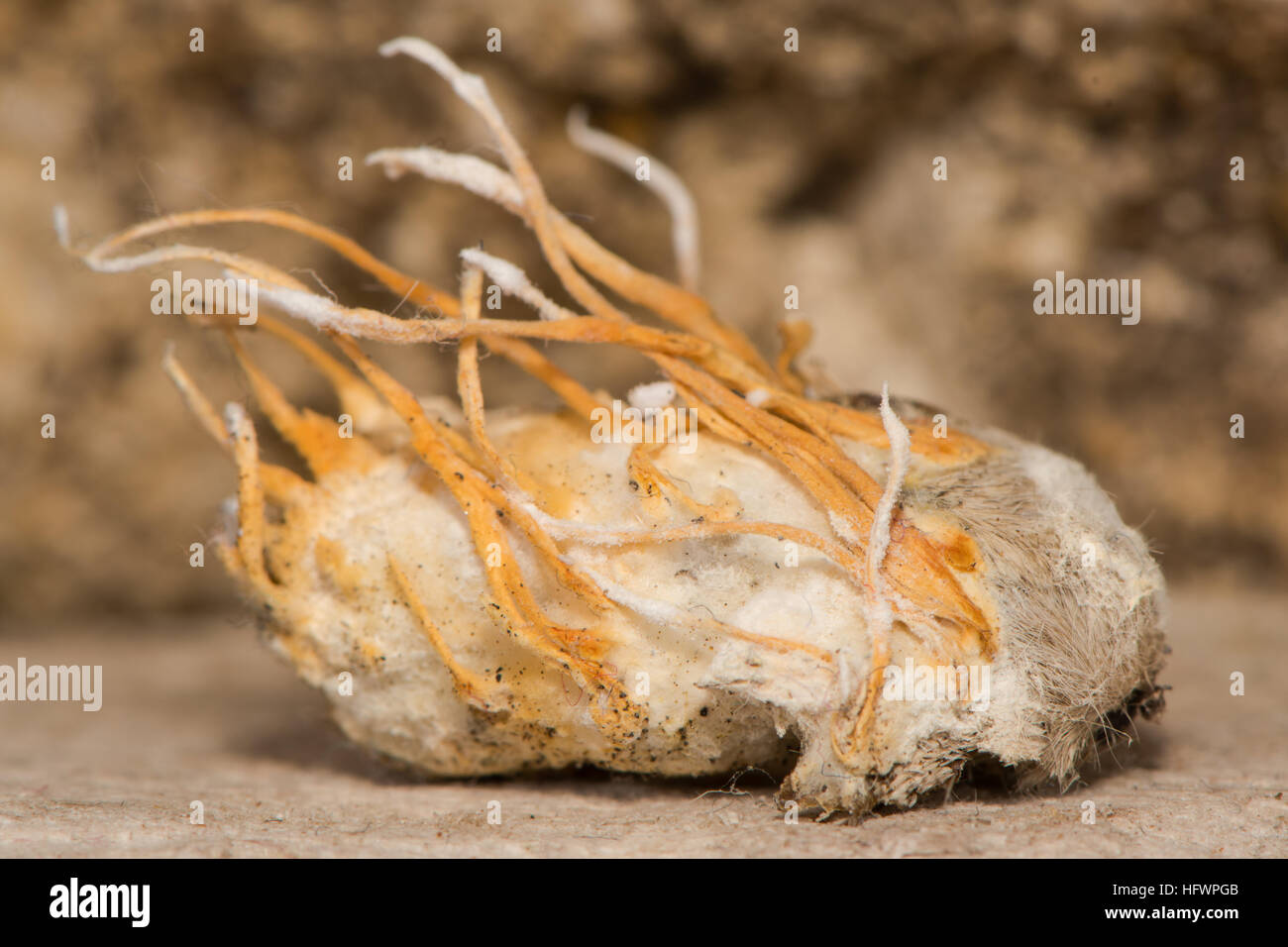 Fungus growing from pale tussock moth (Calliteara pudibunda). Fruiting body of fungi emerging from body of moth Stock Photo