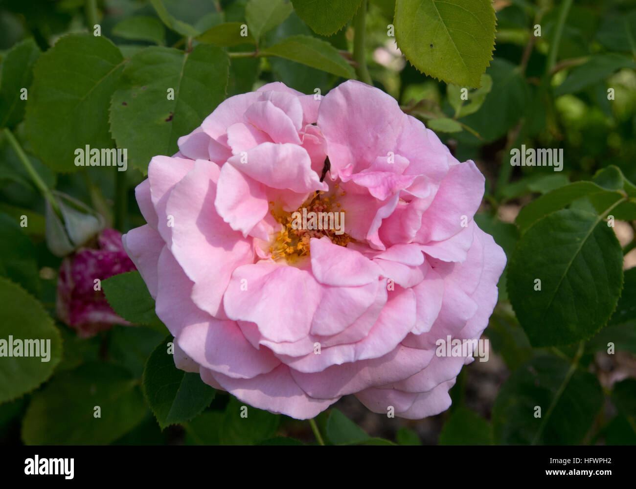 Rosa 'Frederic Mistral' Stock Photo - Alamy
