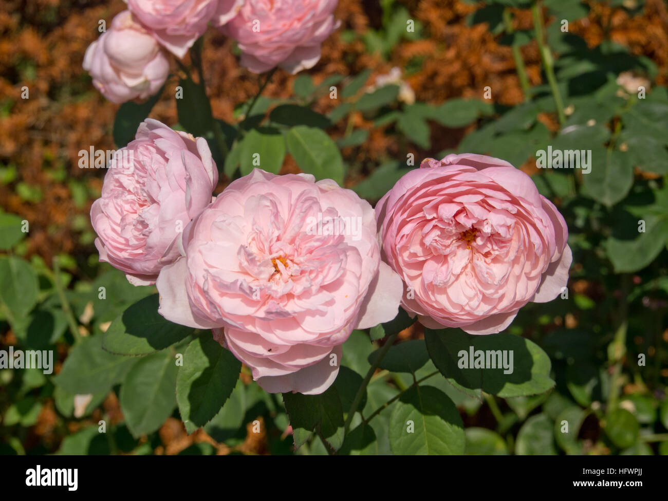 Rosa Alan Titchmarsh Stock Photo