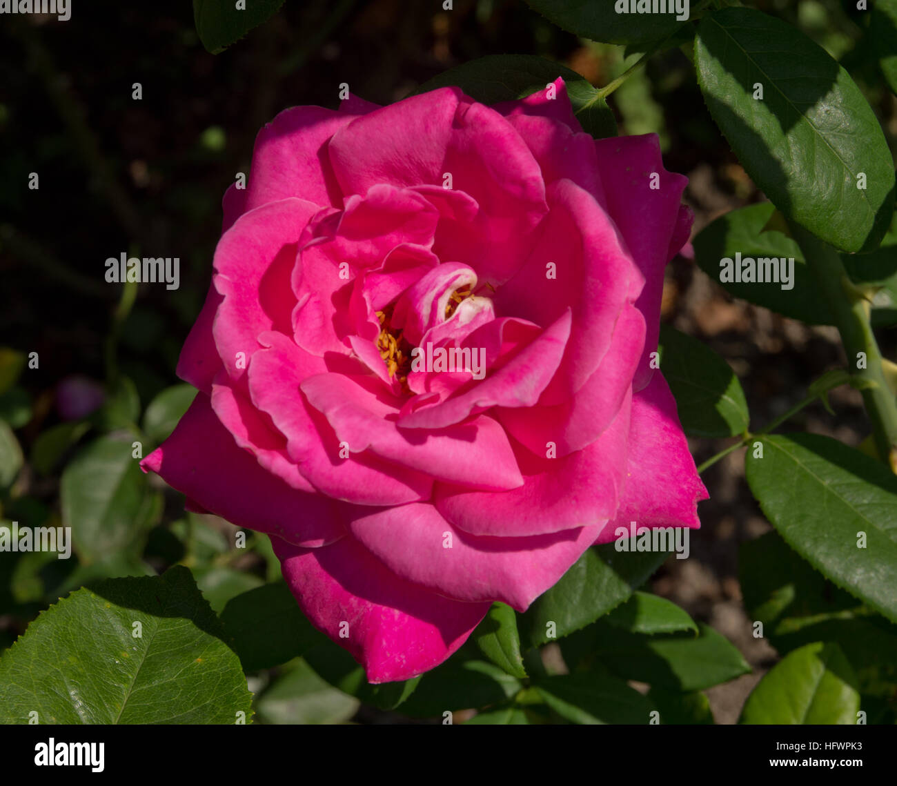 Rosa 'Caprice de Meilland' Stock Photo - Alamy
