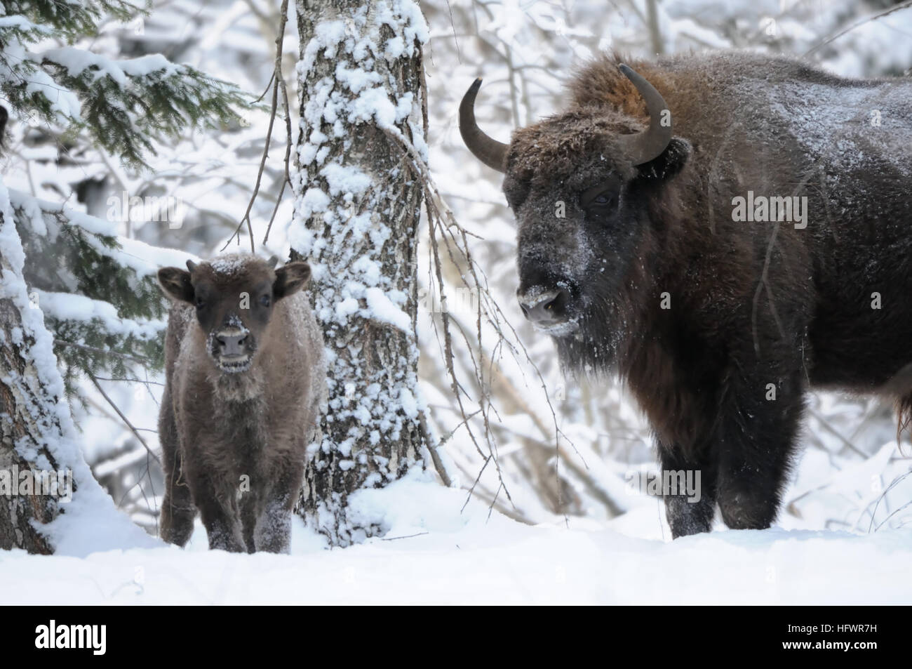 Adult and baby European bisons (Wisent, Bison bonasus) in winter forest. National park Ugra, Kaluga region, Russia. December, 2016 Stock Photo