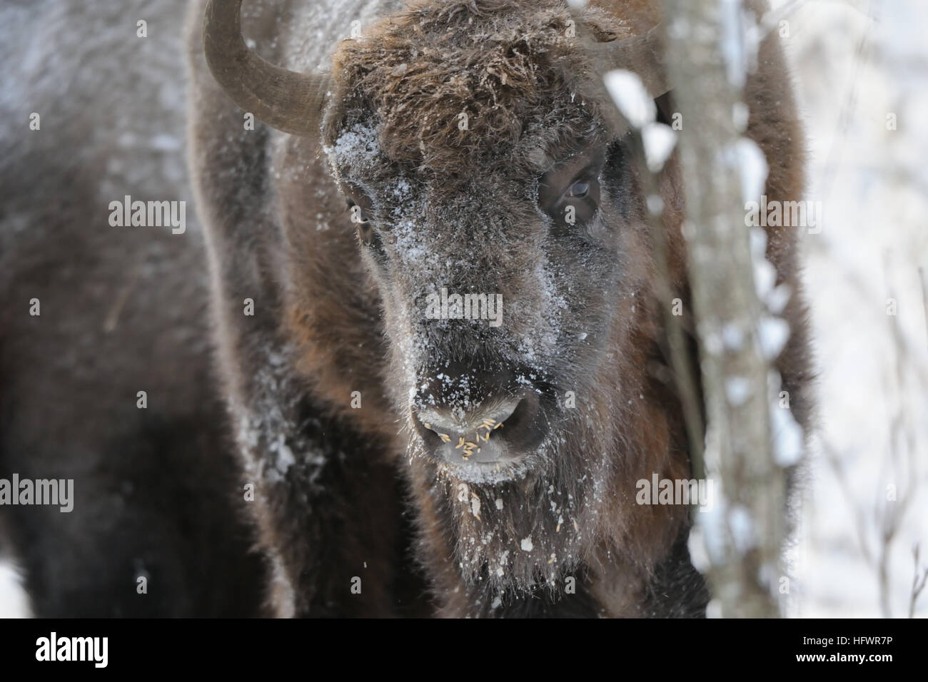 European bison (Wisent, Bison bonasus) in winter forest. National park Ugra, Kaluga region, Russia. December, 2016 Stock Photo
