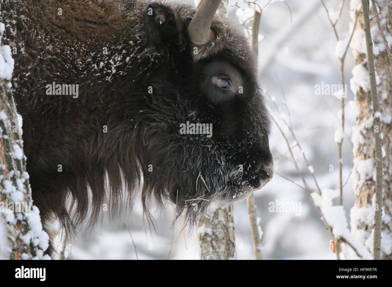 European bison (Wisent, Bison bonasus) in winter forest. National park Ugra, Kaluga region, Russia. December, 2016 Stock Photo