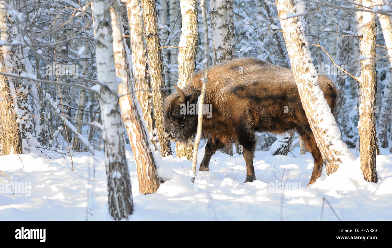 European bison (Wisent, Bison bonasus) in winter forest. National park Ugra, Kaluga region, Russia. December, 2016 Stock Photo