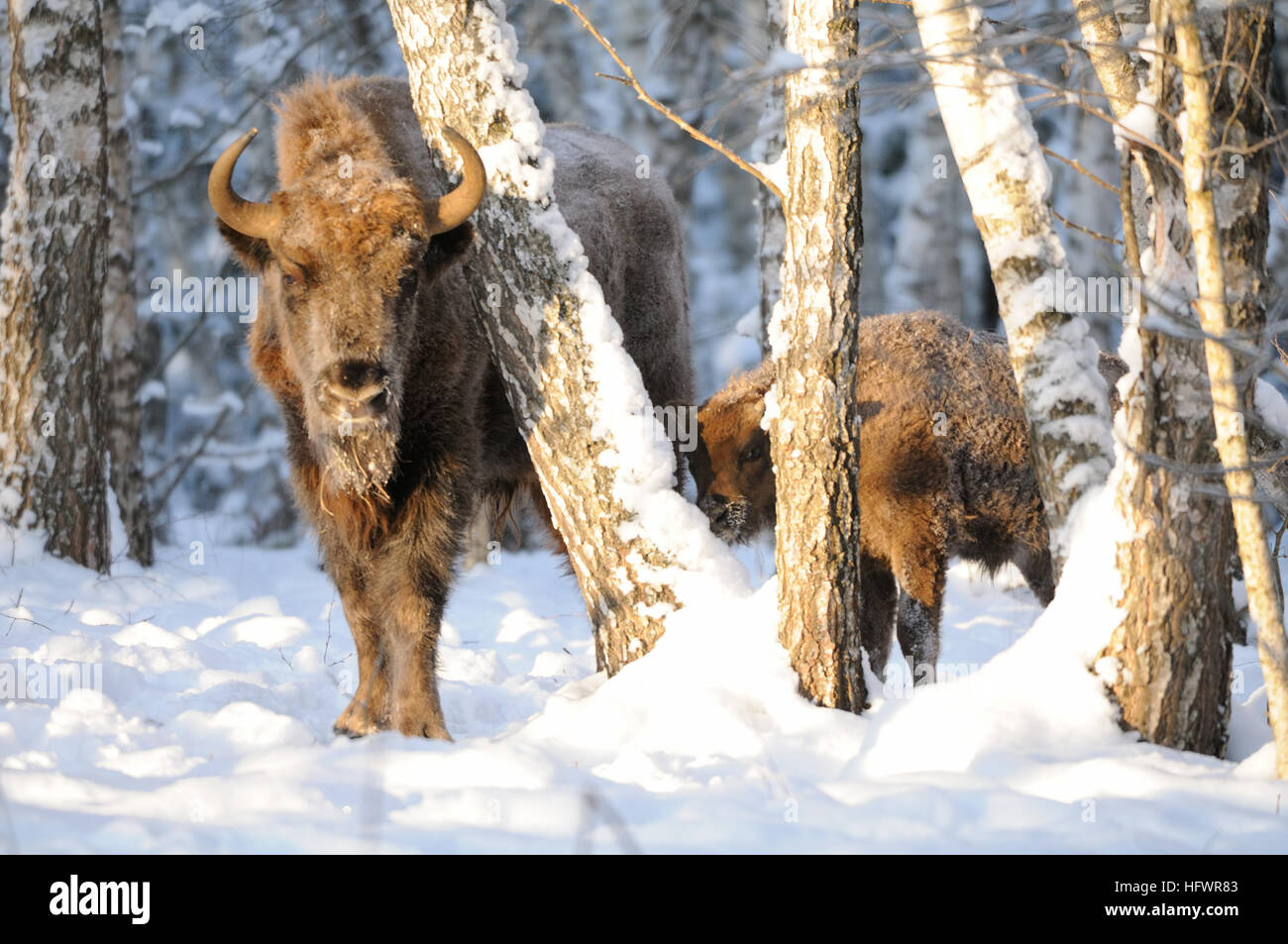 Adult and baby European bisons (Wisent, Bison bonasus) in winter forest. National park Ugra, Kaluga region, Russia. December, 2016 Stock Photo