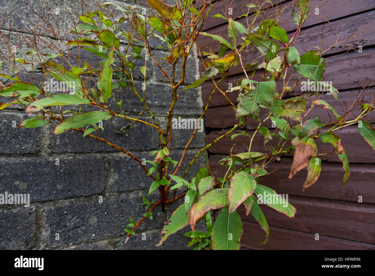Paul & Teresa Hunter with the Himalayan knotweed invading their garden in Cornwall,UK. Stock Photo