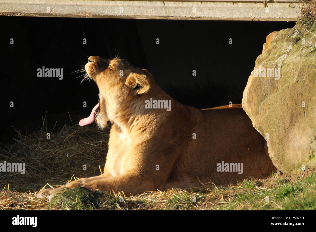 Tired lion hi-res stock photography and images - Alamy