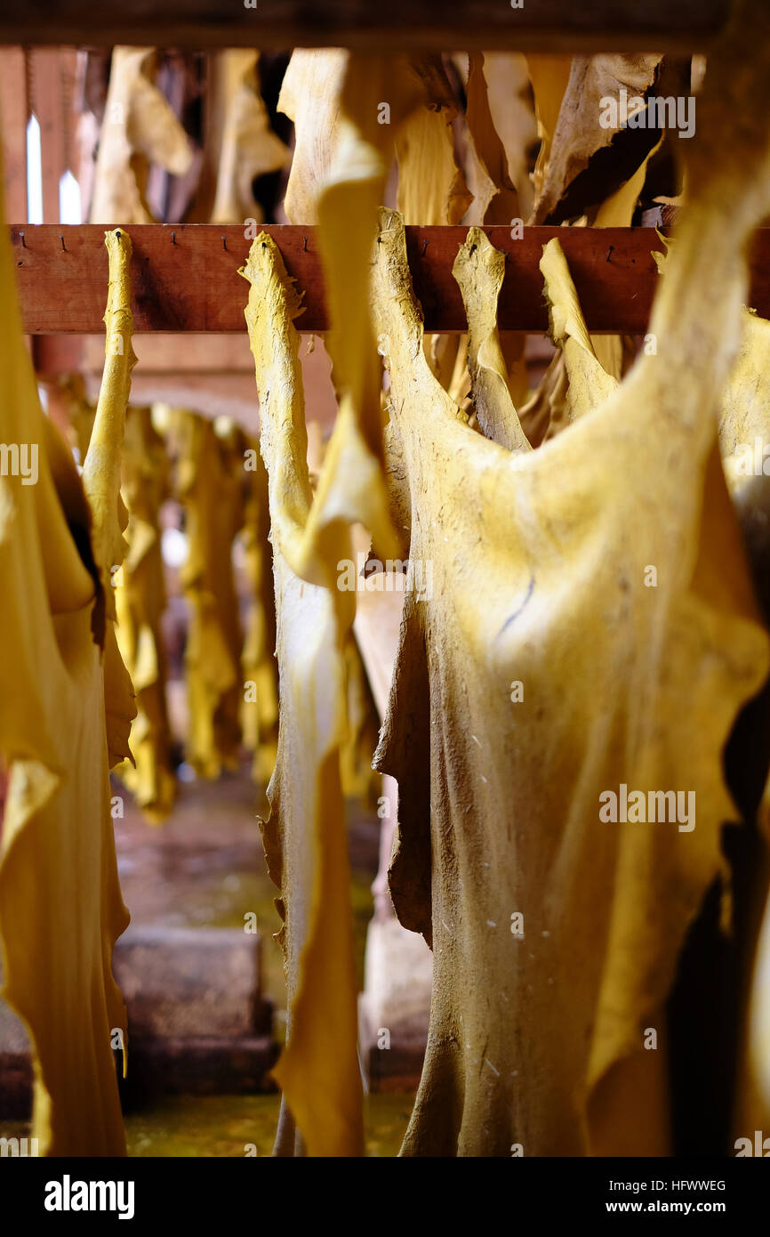 Yellow stained leather animal hides hang to dry on wooden frames at a