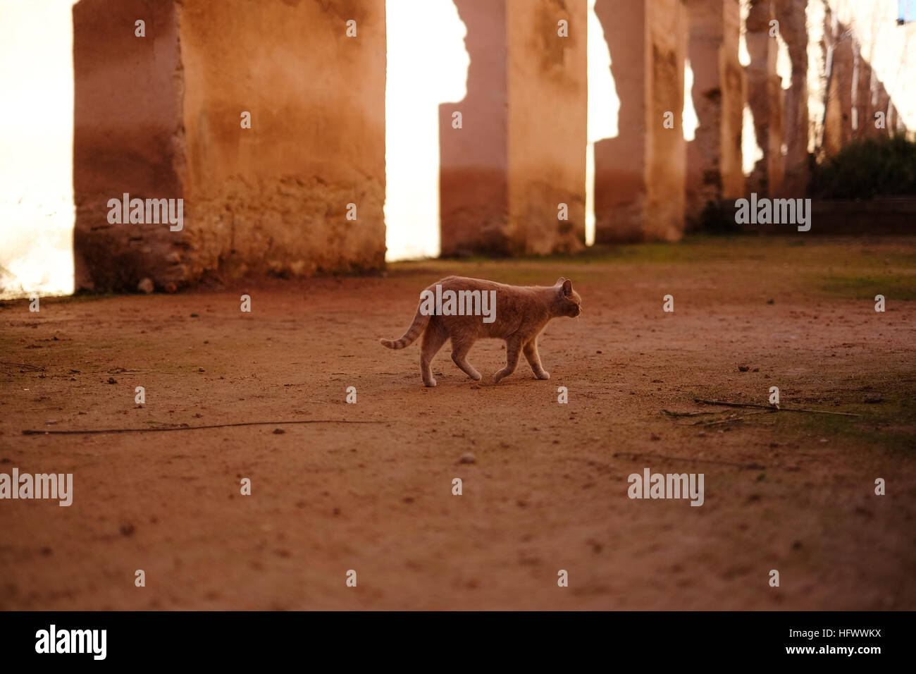 A cat walks through the stone archways in the Royal Stables of the Imperial Palace in Meknez, Morocco. Stock Photo
