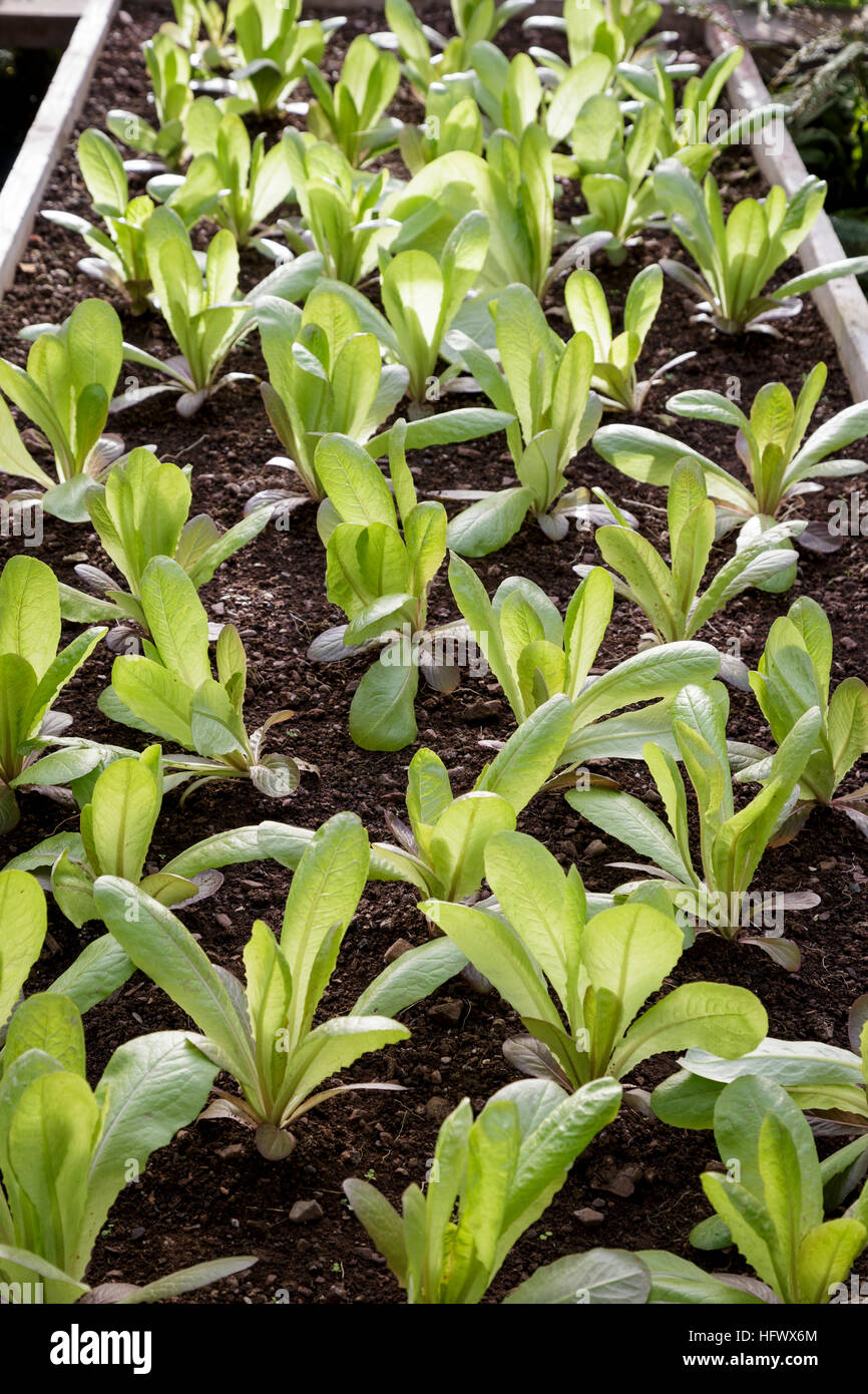 Lines of Lettuce seedlings Stock Photo Alamy