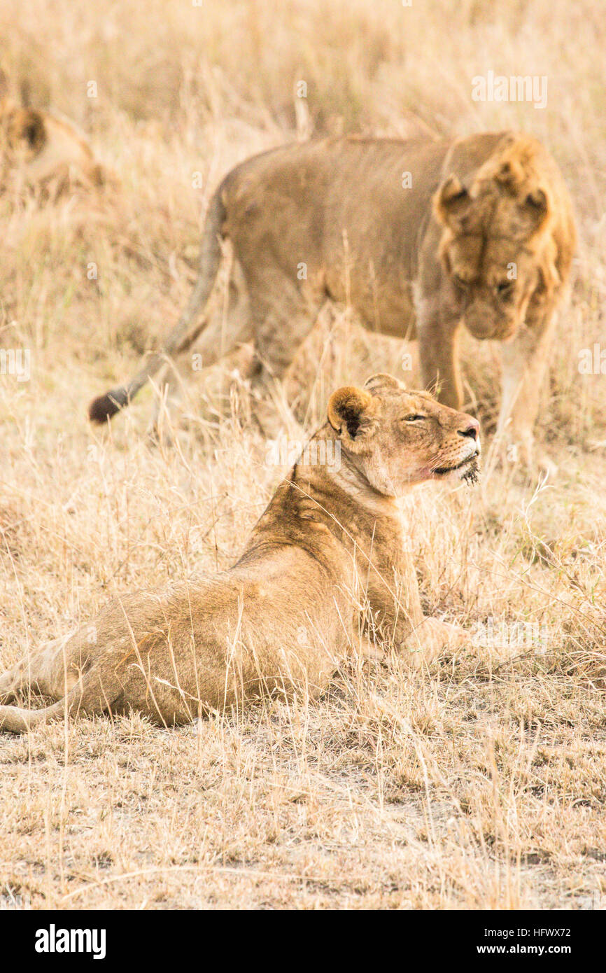couple of African lions (Panthera Leo) in Serengeti national park , Tanzania Stock Photo