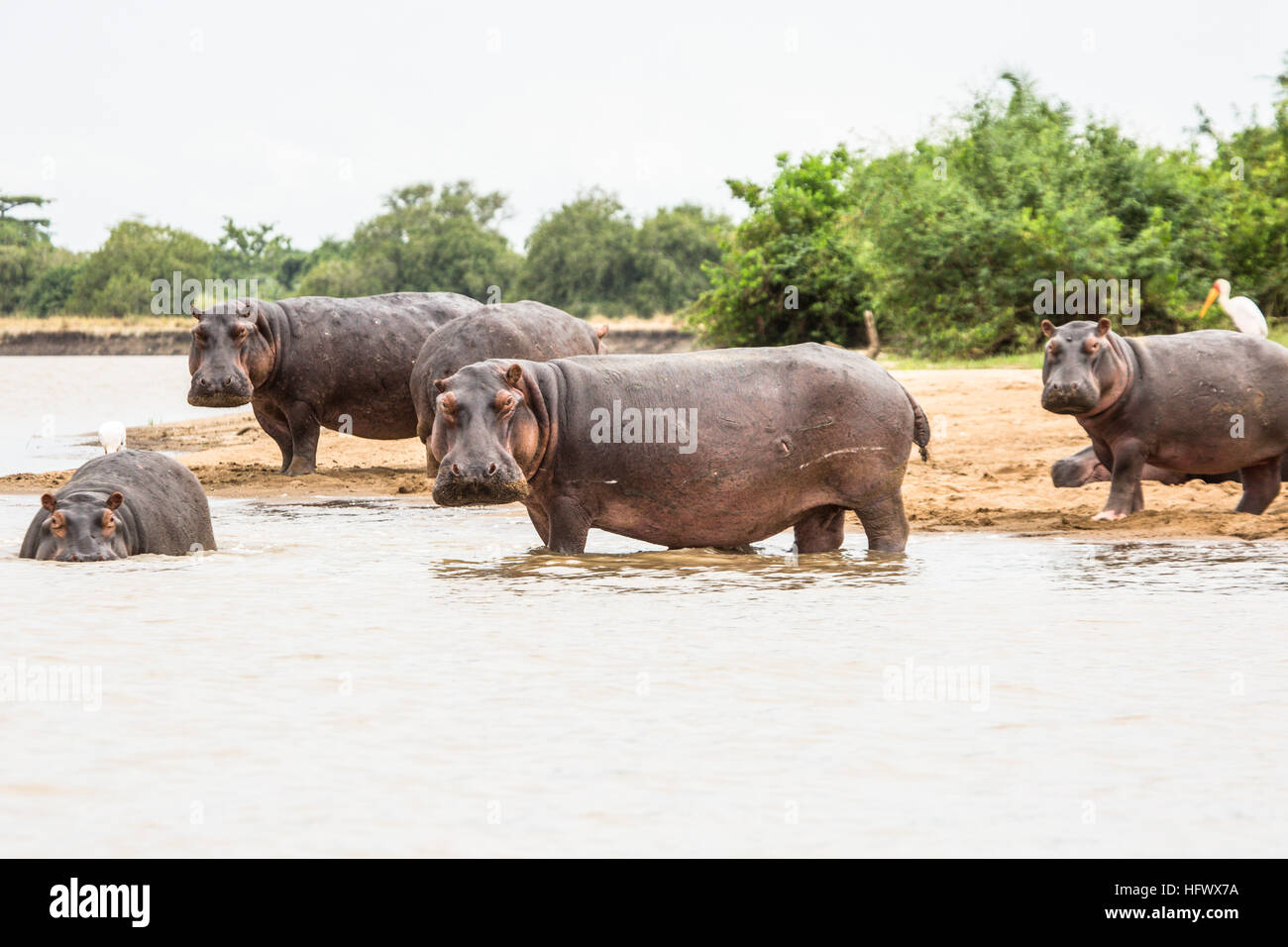 Hippopotamus hippo amphibius standing hi-res stock photography and ...