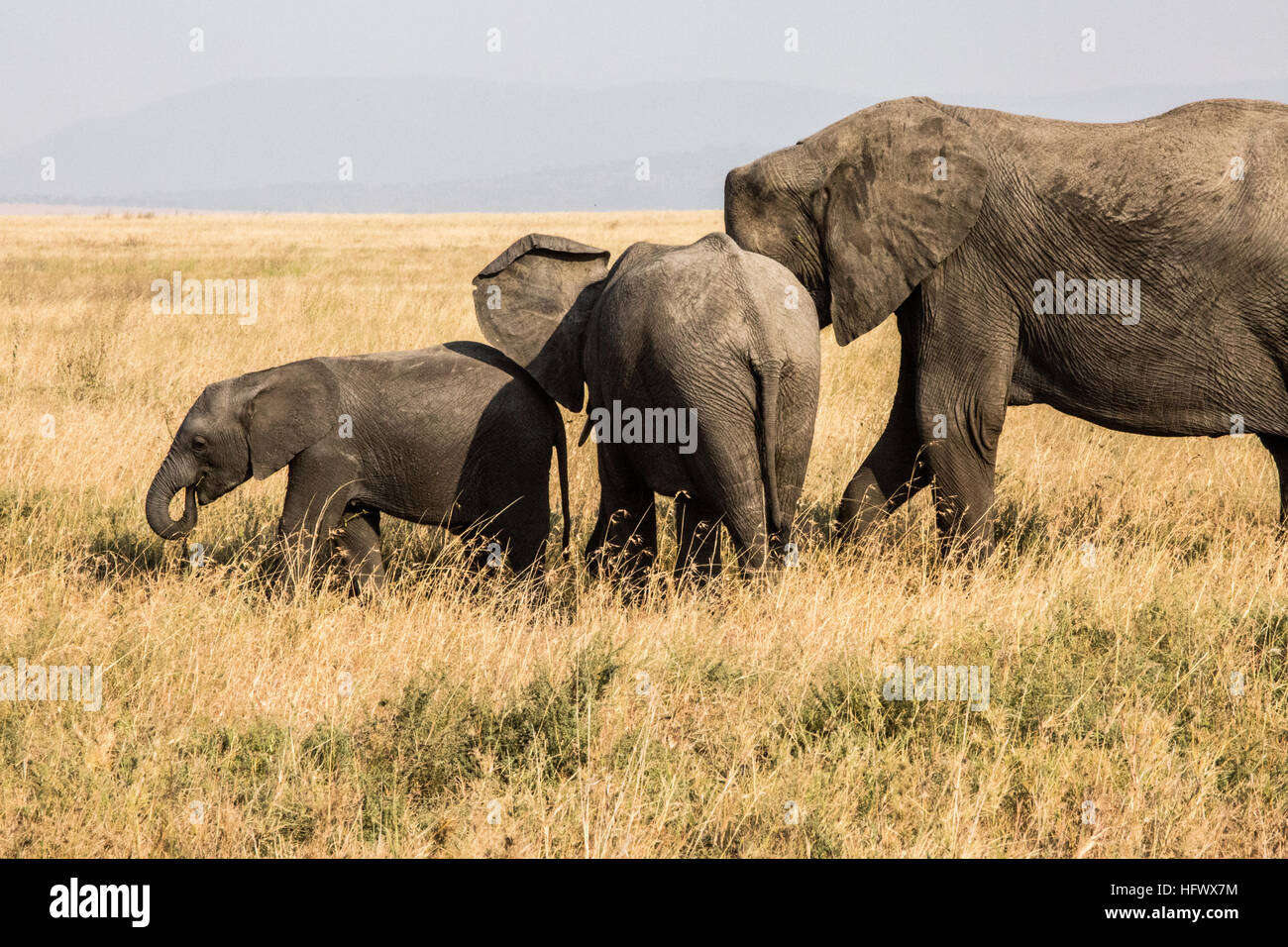 African elephant family Stock Photo