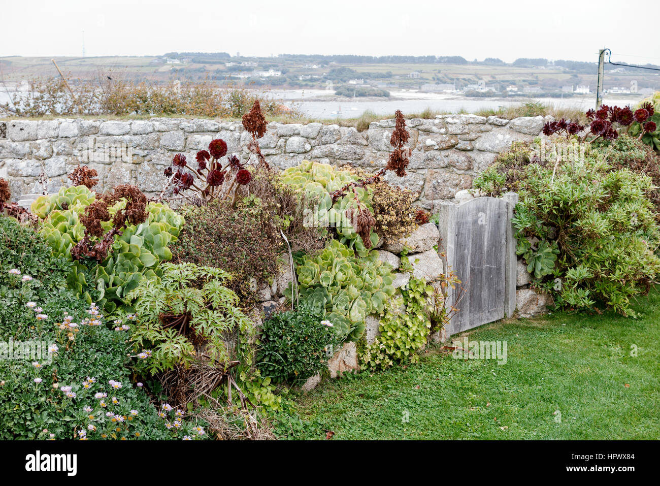Aeonium plants growing in stone wall in the temperate climate of St Marys, Isles of Scilly Stock Photo