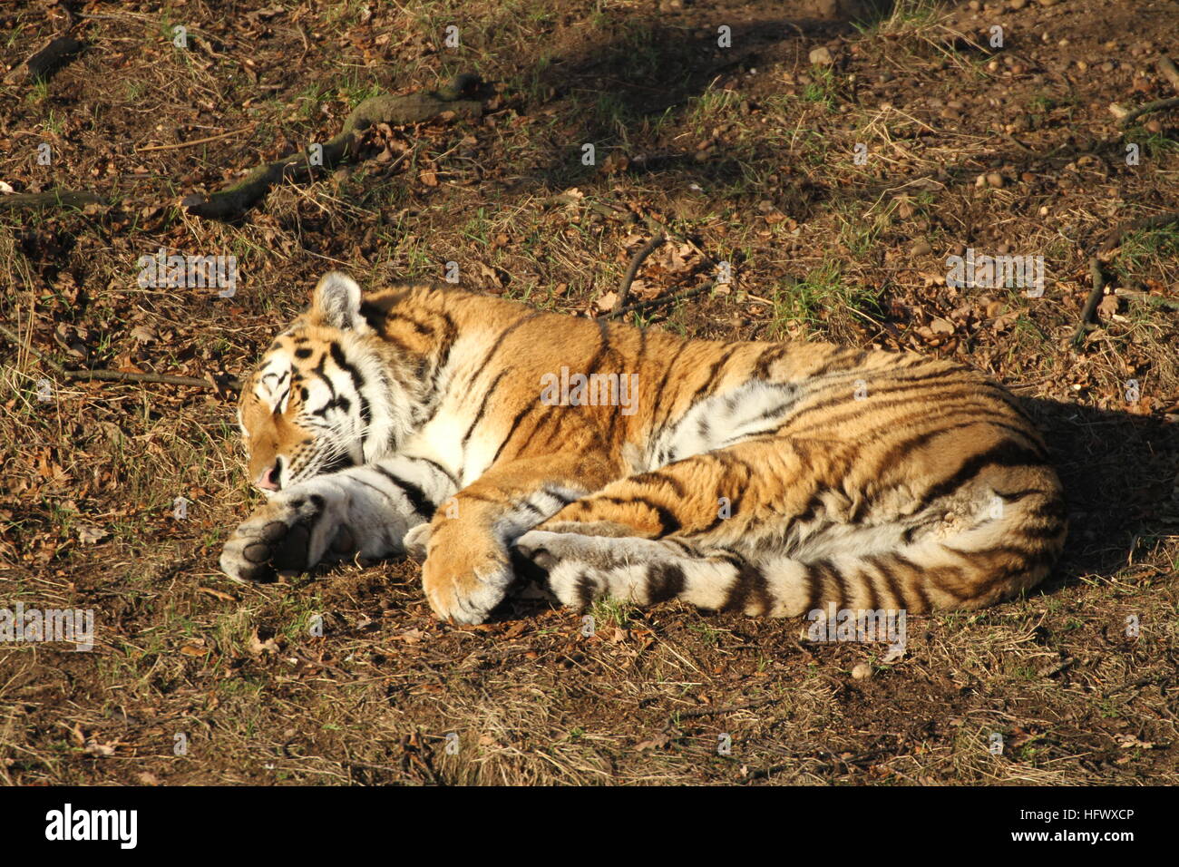Sleep tiger hi-res stock photography and images - Alamy