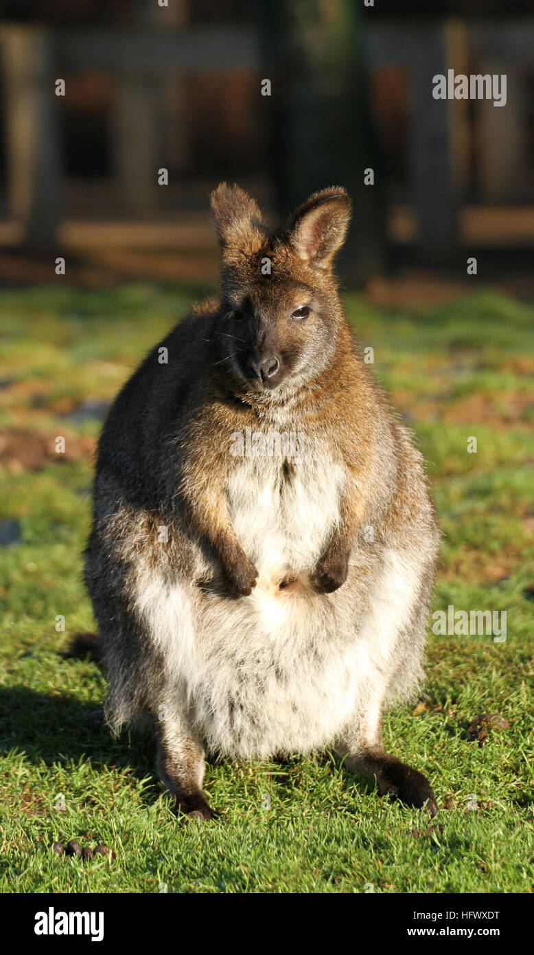 Wallaby at Yorkshire Wildlife Park taken 29/12/16 Stock Photo