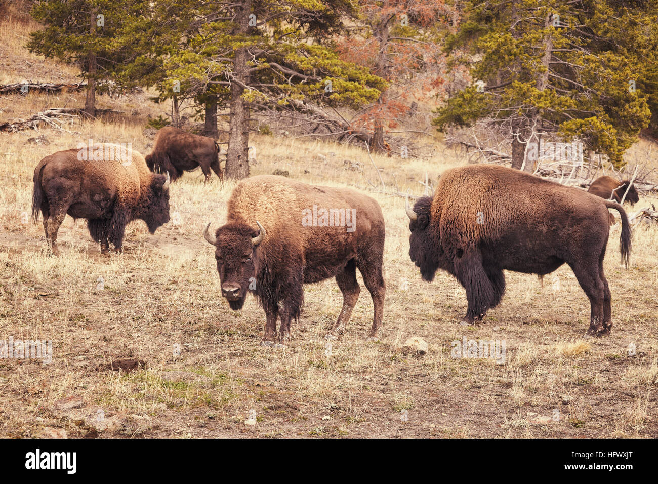 Retro toned American bison (Bison bison) grazing in Yellowstone National Park, Wyoming, USA. Stock Photo