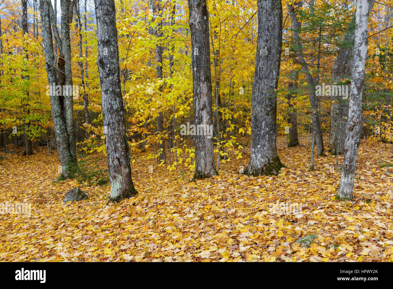 Remnants of an abandoned homestead at Thornton Gore in Thornton, New