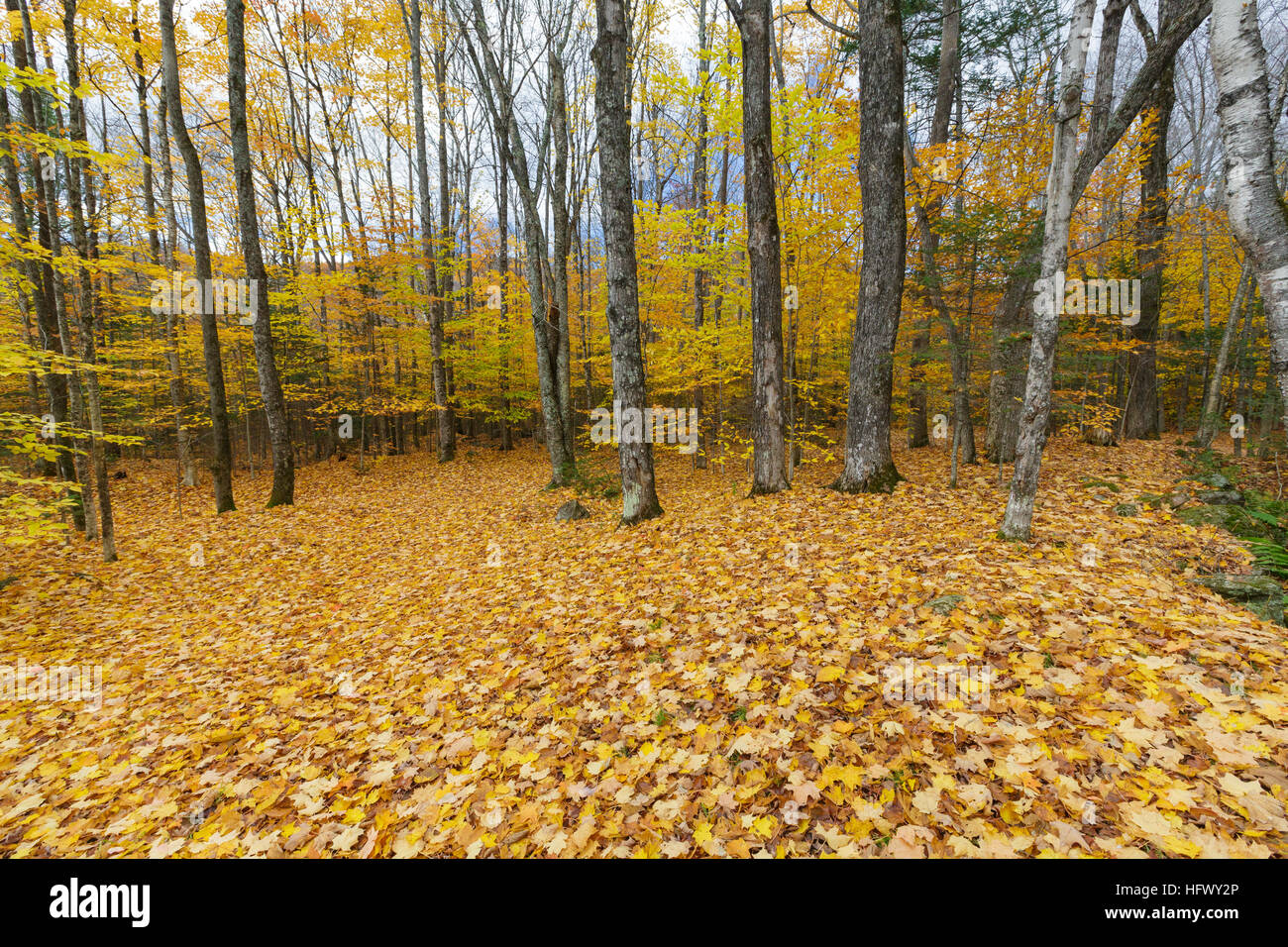 Remnants of an abandoned homestead at Thornton Gore in Thornton, New